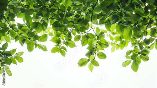 Vibrant green leaves against a bright, light background.