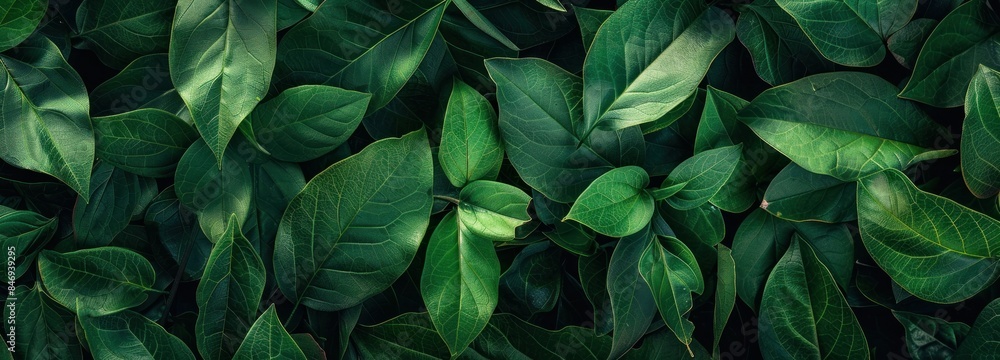 Green leaves in sunlight on black background close up view of nature and beauty with vibrant colors and contrast Green leaves in sunlight on black background close up view of nature and beauty with vibrant colors and contrast
