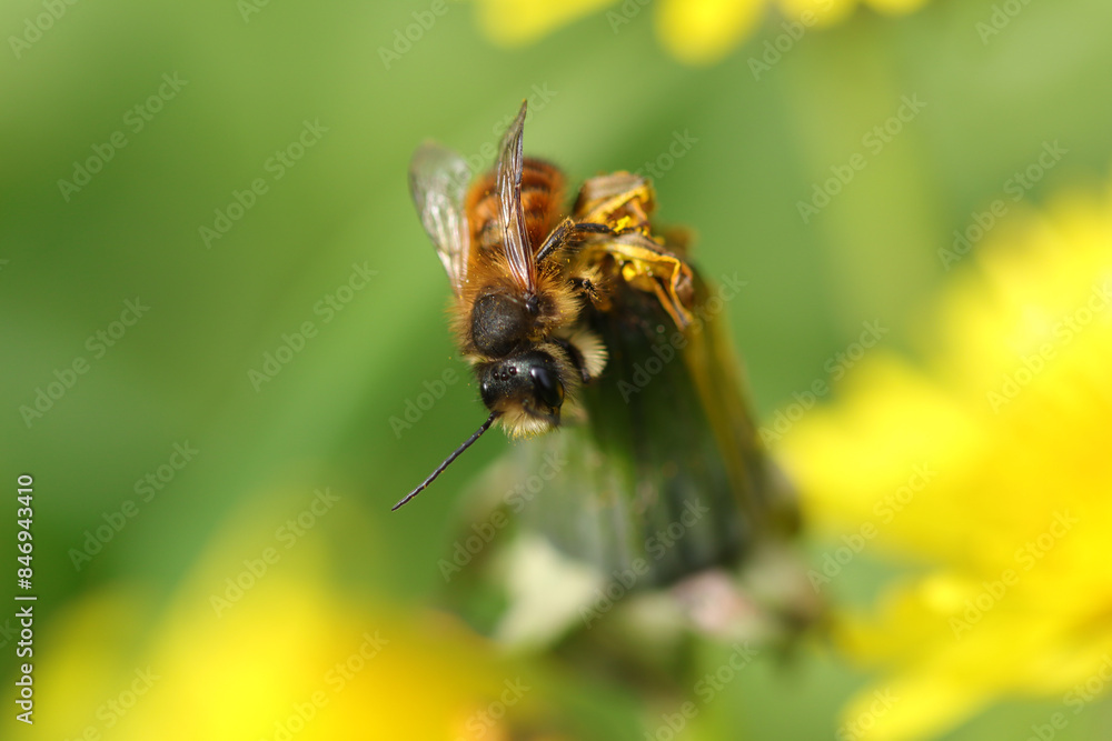 Osmie rousse commune (Osmia bicornis)
Osmia bicornis in its natural element
Osmie rousse commune (Osmia bicornis)
Osmia bicornis in its natural element