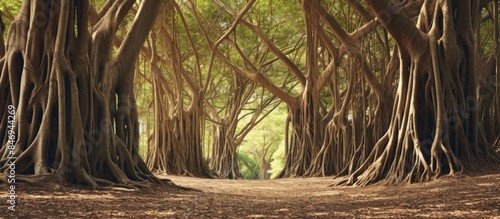 Lush forest with a path run...