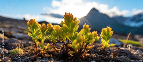 Small plant sprouting from ...