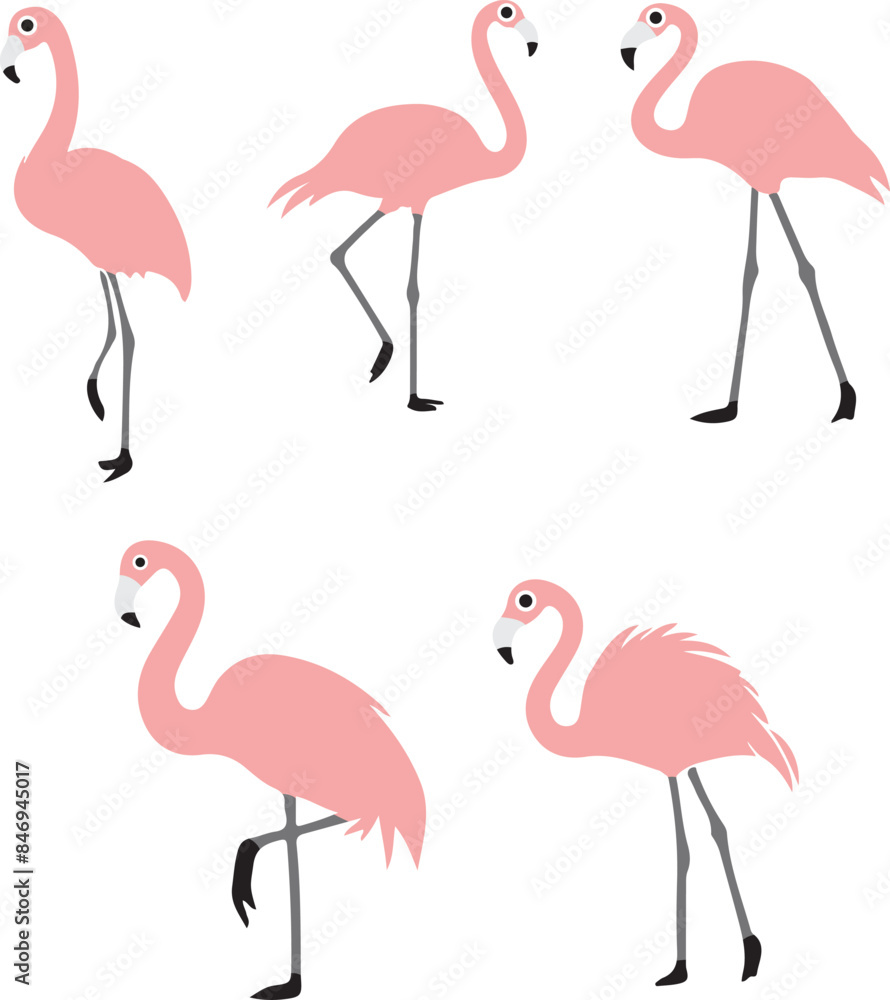 Obraz premium flamingo illustration on white background 