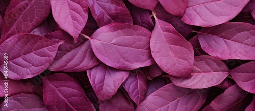 Plum leaves' texture in clo...