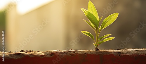 Lush green plant growing ou...