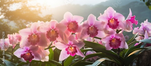 Cluster of pink cattleya or...