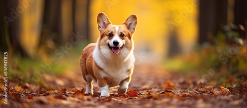 A Pembroke Welsh Corgi is w...