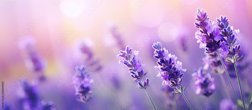 Lavender flowers bloom vibrantly in a field under the radiant sun, highlighting their delicate beauty. with copy space image. Place for adding text or design Lavender flowers bloom vibrantly in a field under the radiant sun, highlighting their delicate beauty. with copy space image. Place for adding text or design