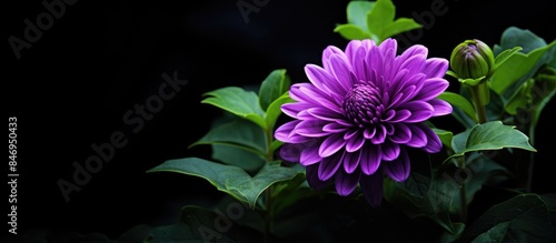 A vibrant purple flower sur...