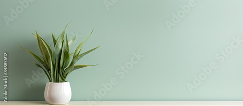 A plant displayed in a whit...