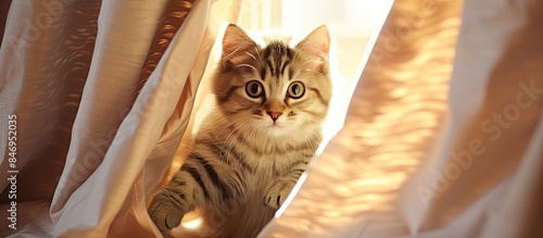 Curious cat looks out of wi...