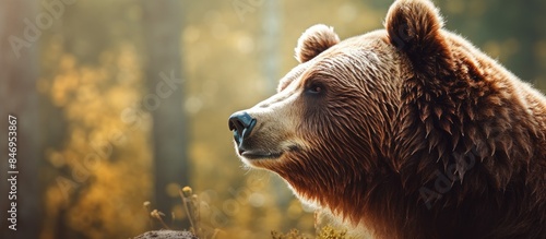 Majestic adult Ursus arctos...