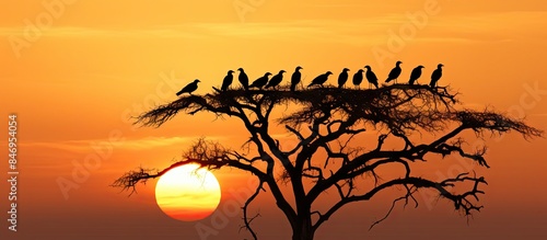Various avian species sitti...