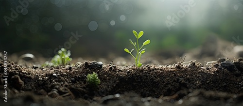 Emerging from the earth, a ...