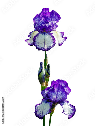 Iris Flowers Isolated on White Background
