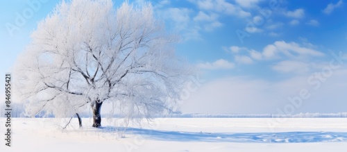 A lone tree covered in snow...
