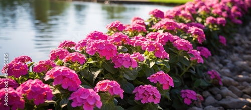Wallpaper Mural Vibrant red and pink primroses grow alongside a river in a beautifully landscaped park with ample copy space Torontodigital.ca