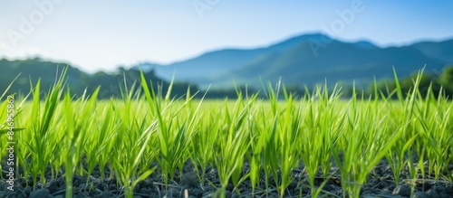 Lush green grass covers the...