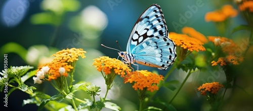 Colorful butterfly perched ...