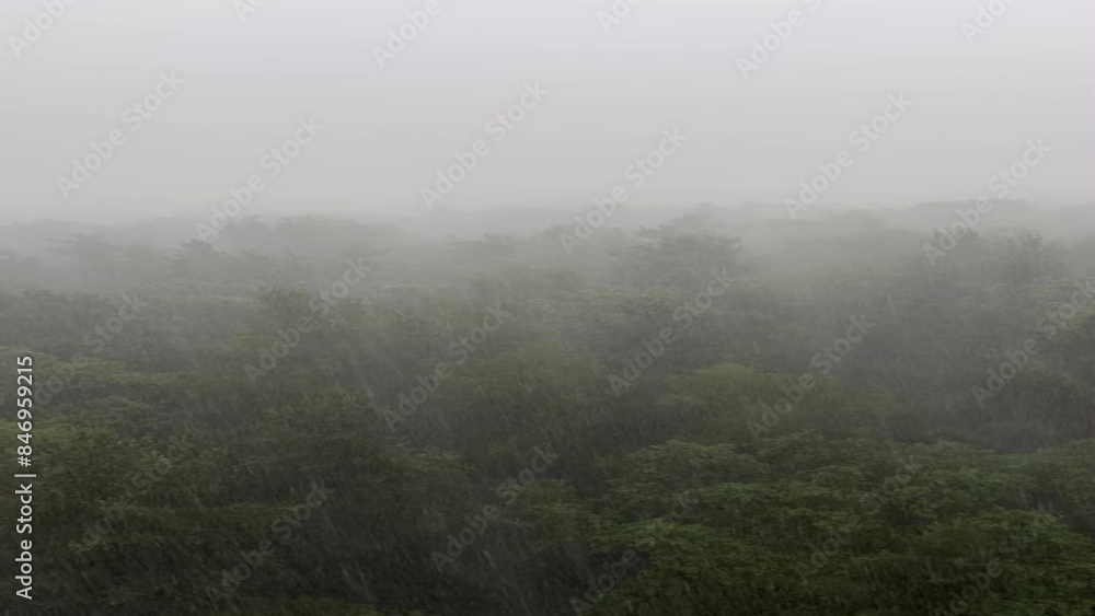 Very heavy rain in summer over the forest Very heavy rain in summer over the forest