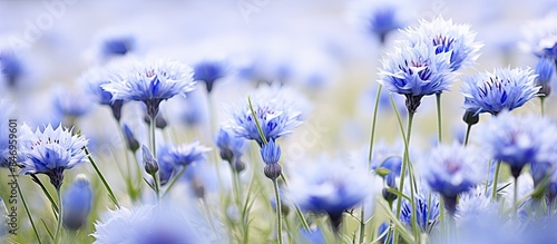 Vibrant blue flowers stand ...