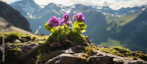 Primula hirsuta, or stinking primrose, an Alpine and Pyrenean endemic plant with vibrant purple flowers, thrives among rocky terrain high in the mountains. with copy space image photo