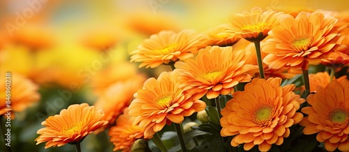 Vibrant orange flowers bloo...