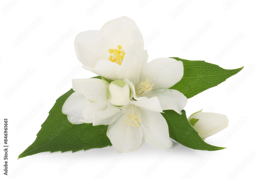 Fototapeta premium Branch of jasmine flowers and leaves isolated on white