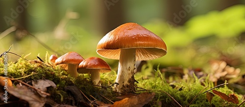 Mushrooms thriving on the v...