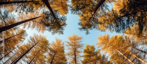 View of pine trees' yellow ...
