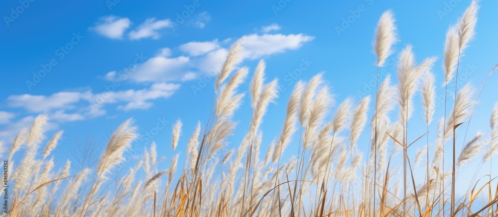 Reed bending in the wind against a clear winter sky backdrop. with copy space image. Place for adding text or design Reed bending in the wind against a clear winter sky backdrop. with copy space image. Place for adding text or design