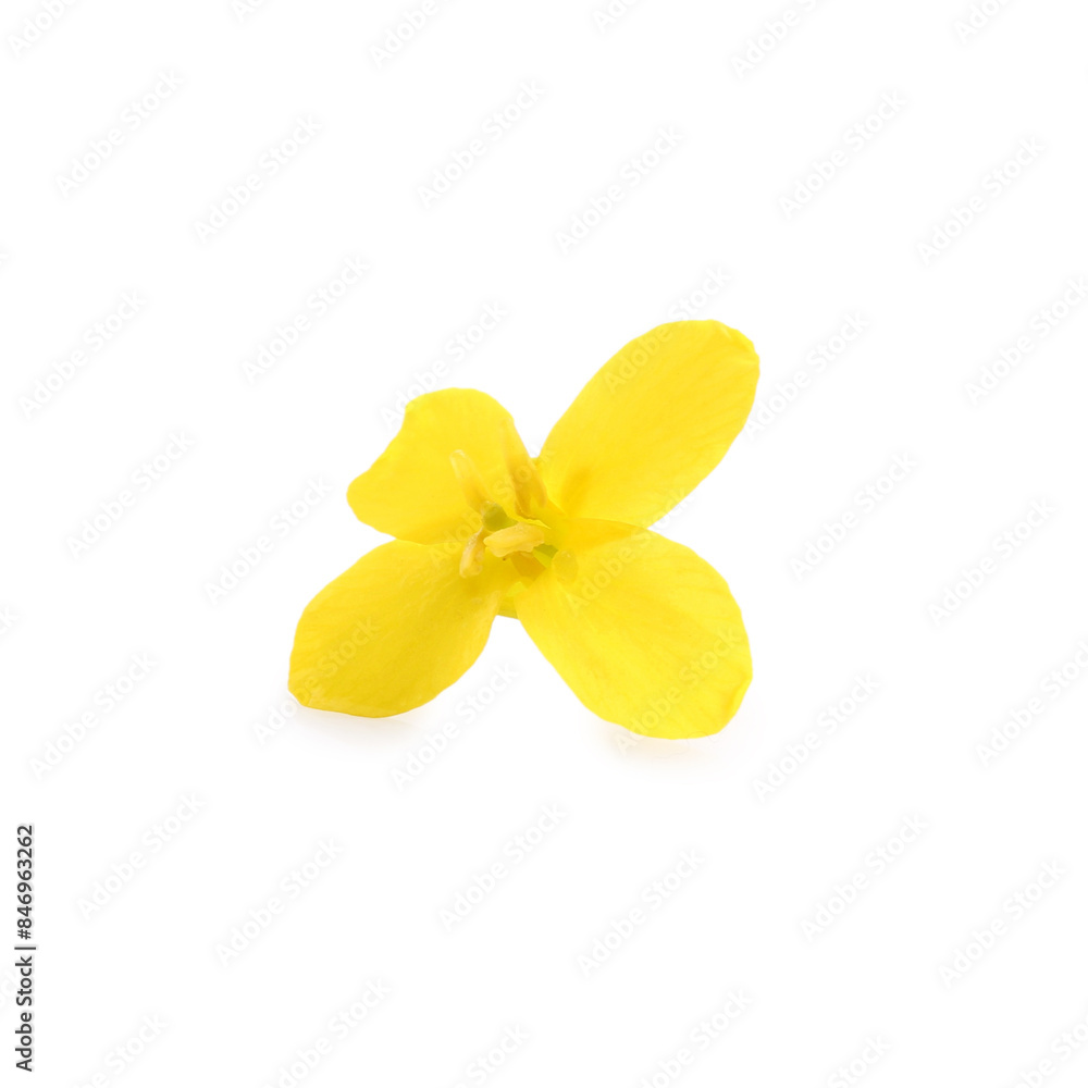 Beautiful yellow rapeseed flower isolated on white Beautiful yellow rapeseed flower isolated on white