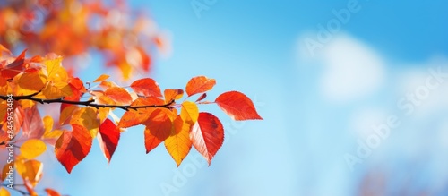 Close-up of a branch covere...