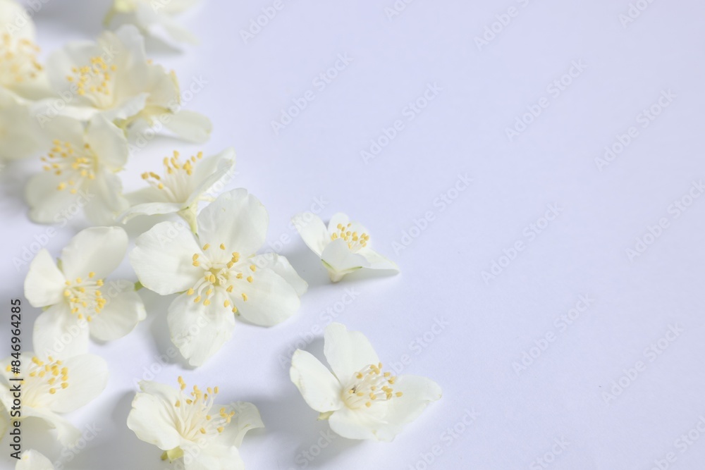 Beautiful jasmine flowers on white background, closeup. Space for text Beautiful jasmine flowers on white background, closeup. Space for text