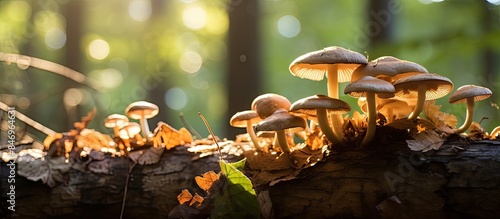 Mushroom species Clitocybe ...