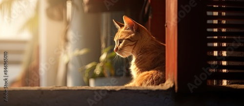 A curious cat perched on a ...