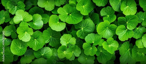 Lush green leaves of a plan...