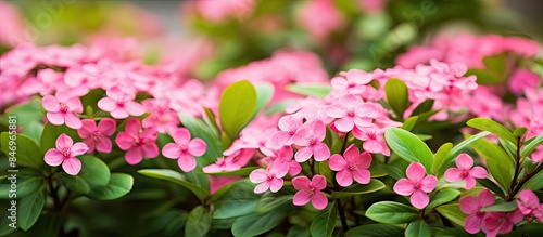Small pink flowers are in f...