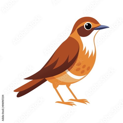 Photography illustration of a warbler bird