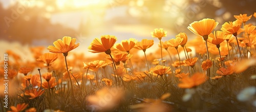 Vibrant yellow flowers glow...