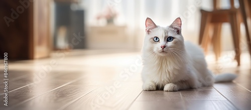 White cat with grey face re...