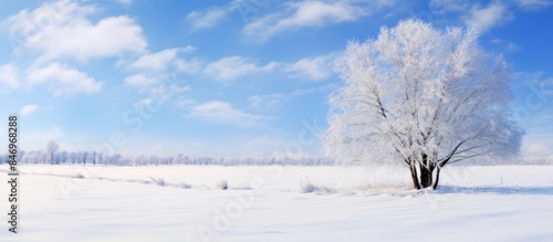 Snow-dusted tree standing a...