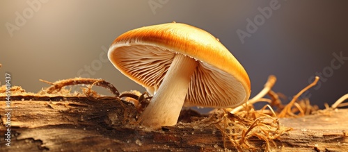 Boletus mushroom in a detai...