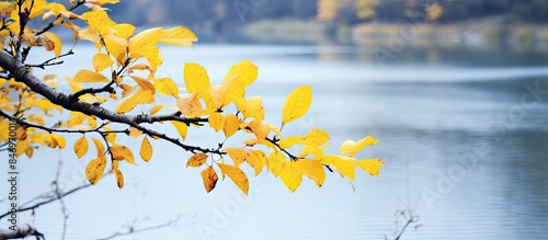 Twig showcasing vibrant yel...
