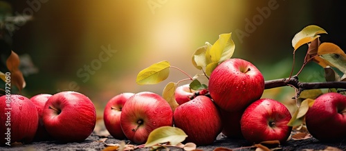 Red apples are seen nestled...