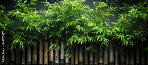 Lush bamboo plants flourish...