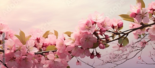 Pink blossoms on a tree bra...