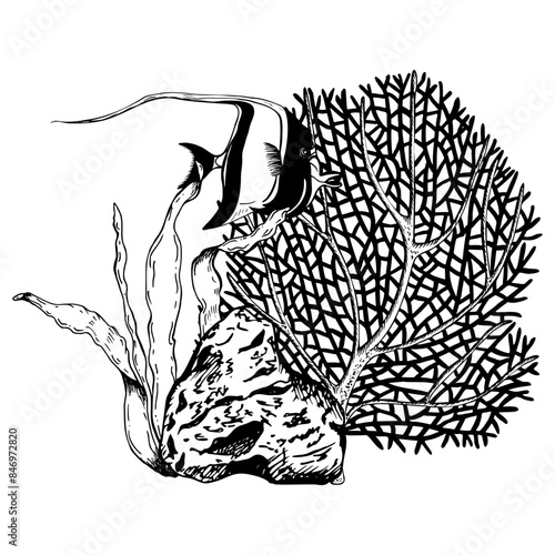 Coral reef underwater seabed composition with exotic Moorish idol fish. Hand drawn vector illustration isolated on white background. Black and white graphic sketch style