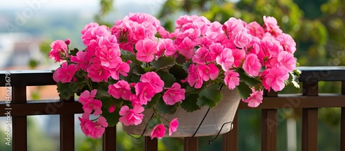 Pink Geranium pelargonium f...