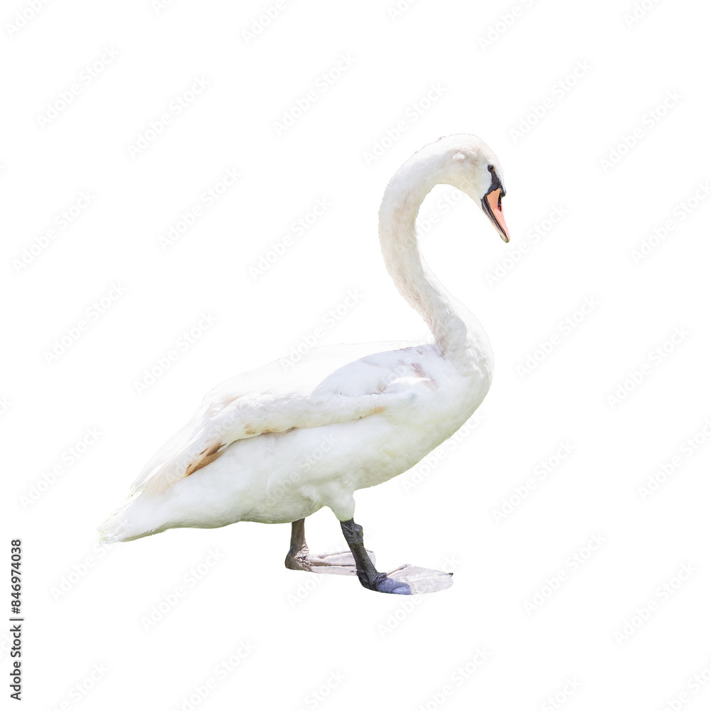 white swan isolated white swan isolated