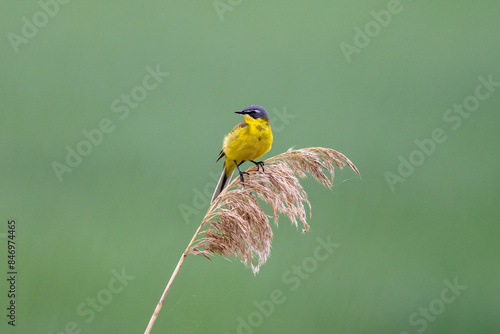 Yellow wagtail on a straw